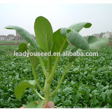 MCS04 Yexi 40 dias de alto rendimento verde choy sum sementes